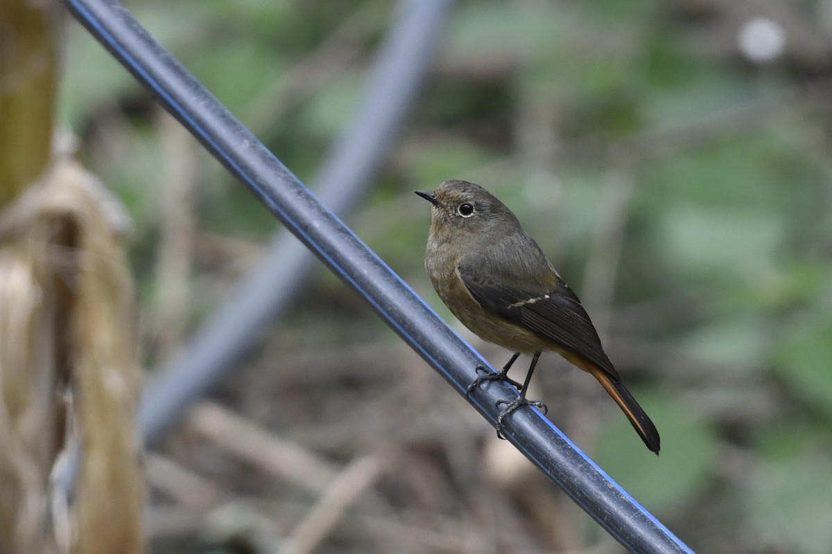 Blue-fronted Redstart - ML641598042