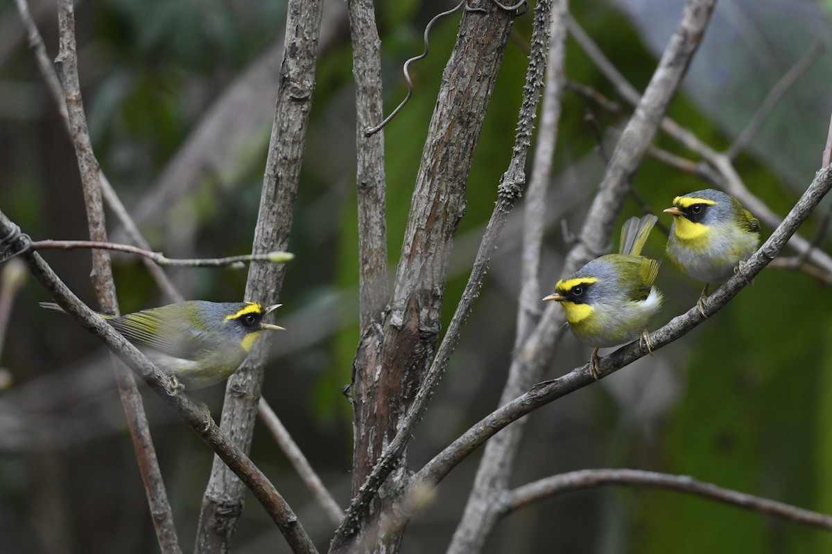 Black-faced Warbler - ML641598063