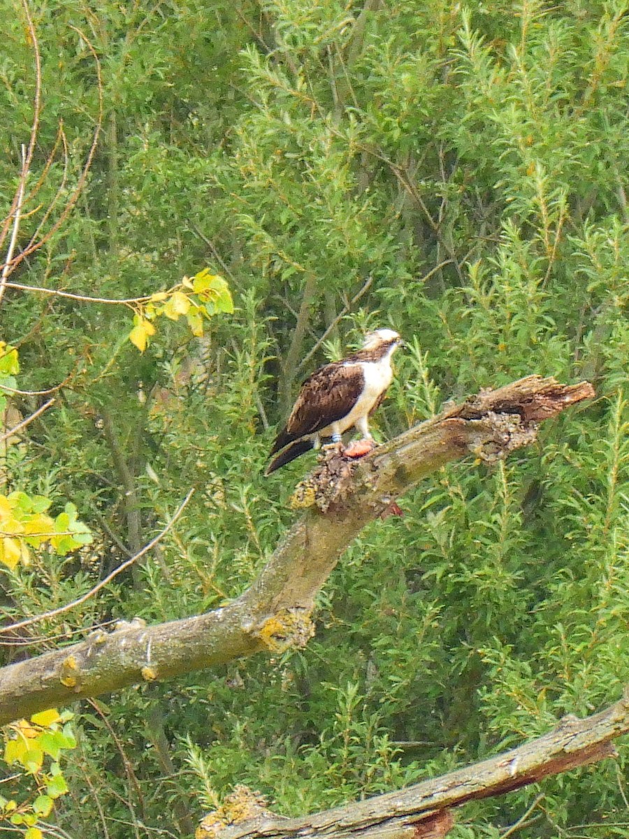 Osprey - ML641598064