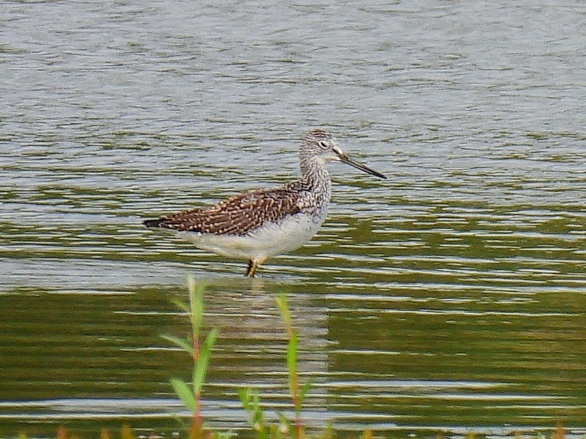 Common Greenshank - ML641598067