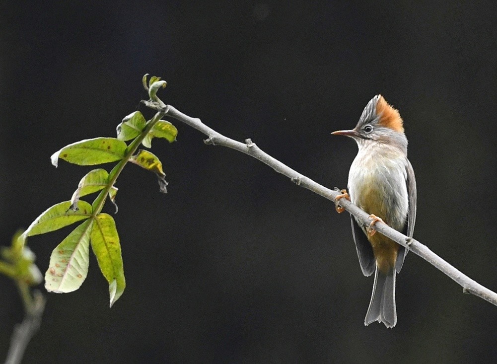 Rufous-vented Yuhina - ML641598077