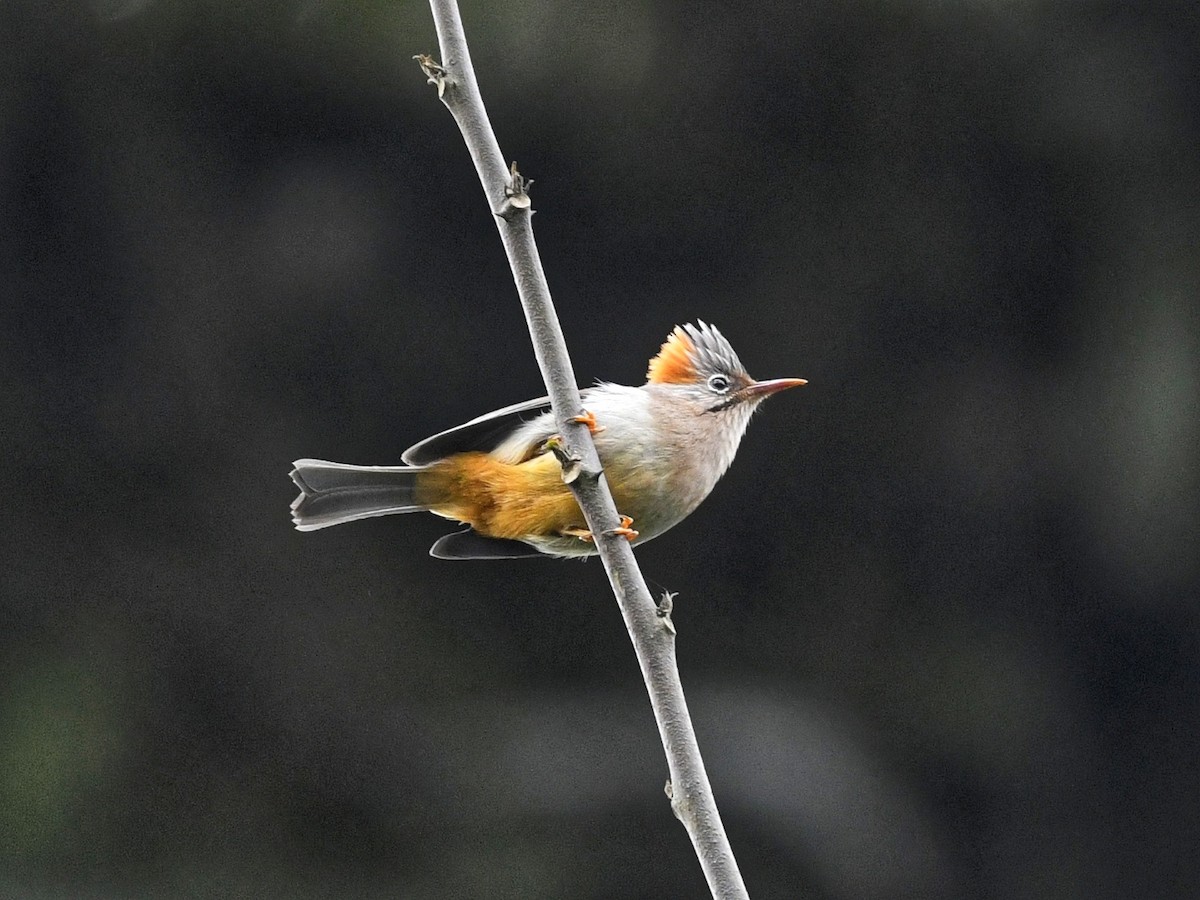 Rufous-vented Yuhina - ML641598078
