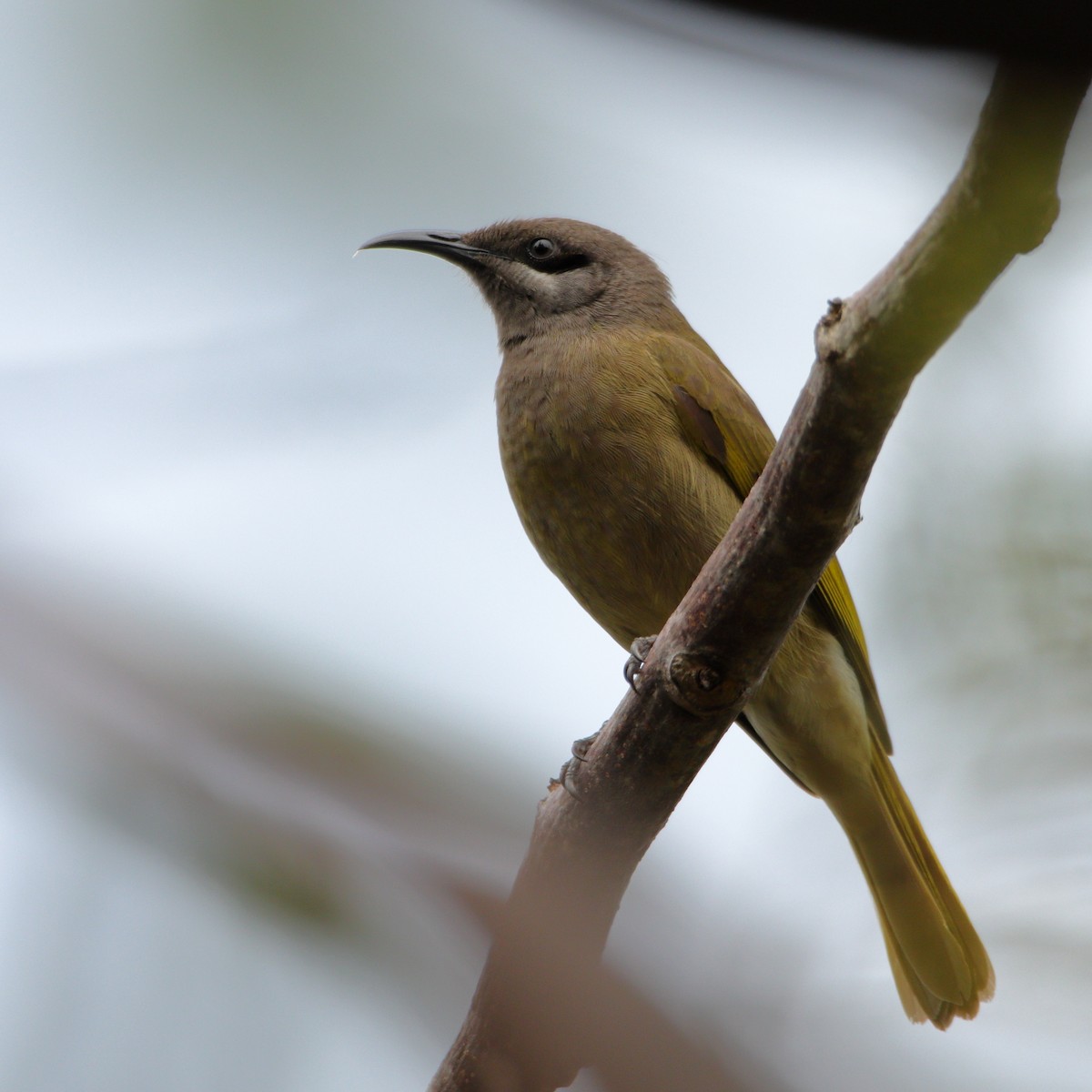 Dark-brown Honeyeater - ML641598080