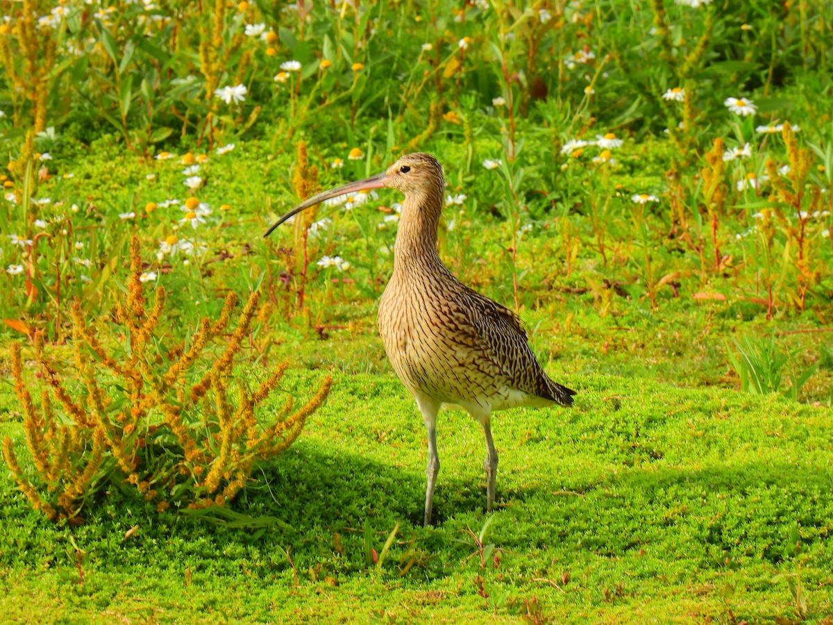Eurasian Curlew - ML641598083