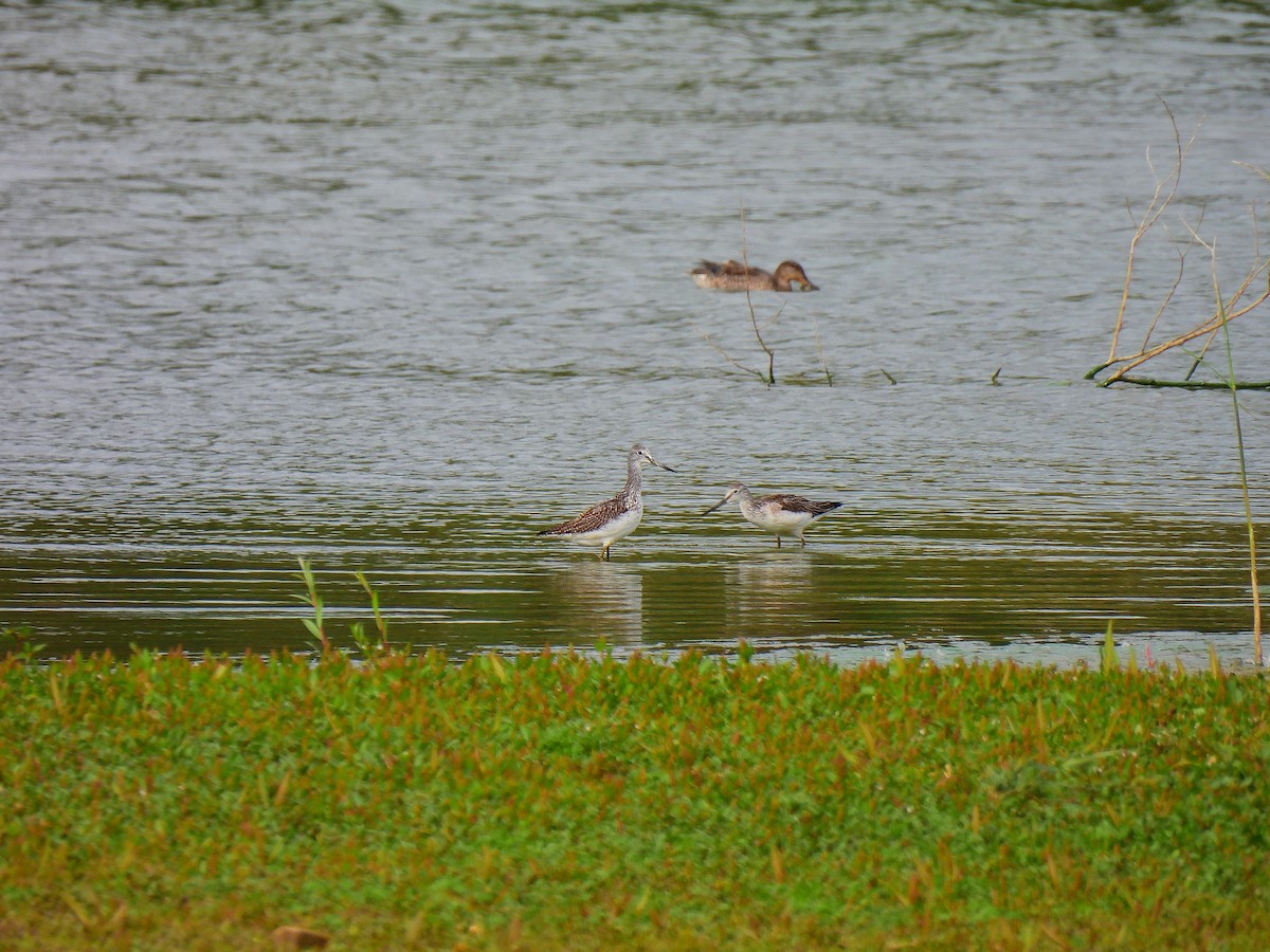 Common Greenshank - ML641598085