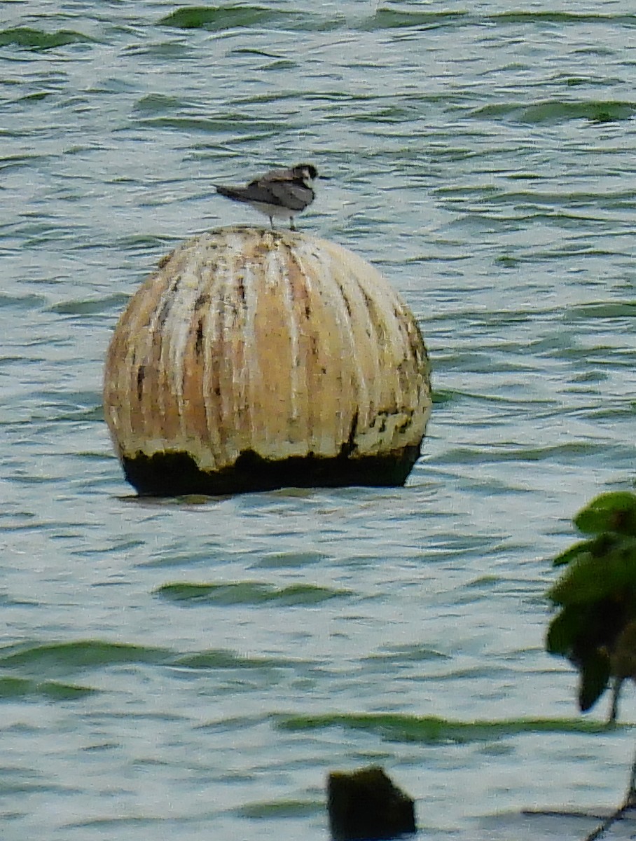 Black Tern - ML641598086