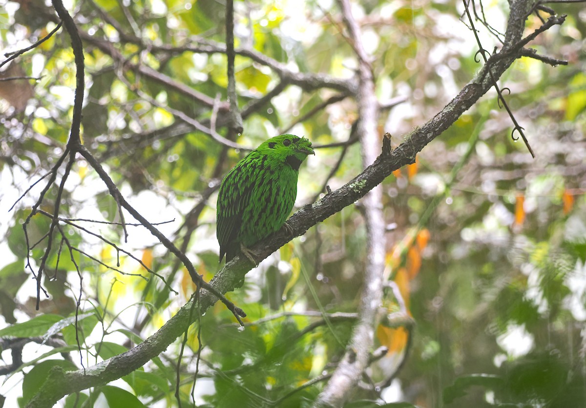 Whitehead's Broadbill - ML641598087