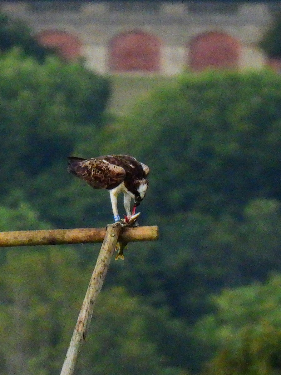 Osprey - ML641598090