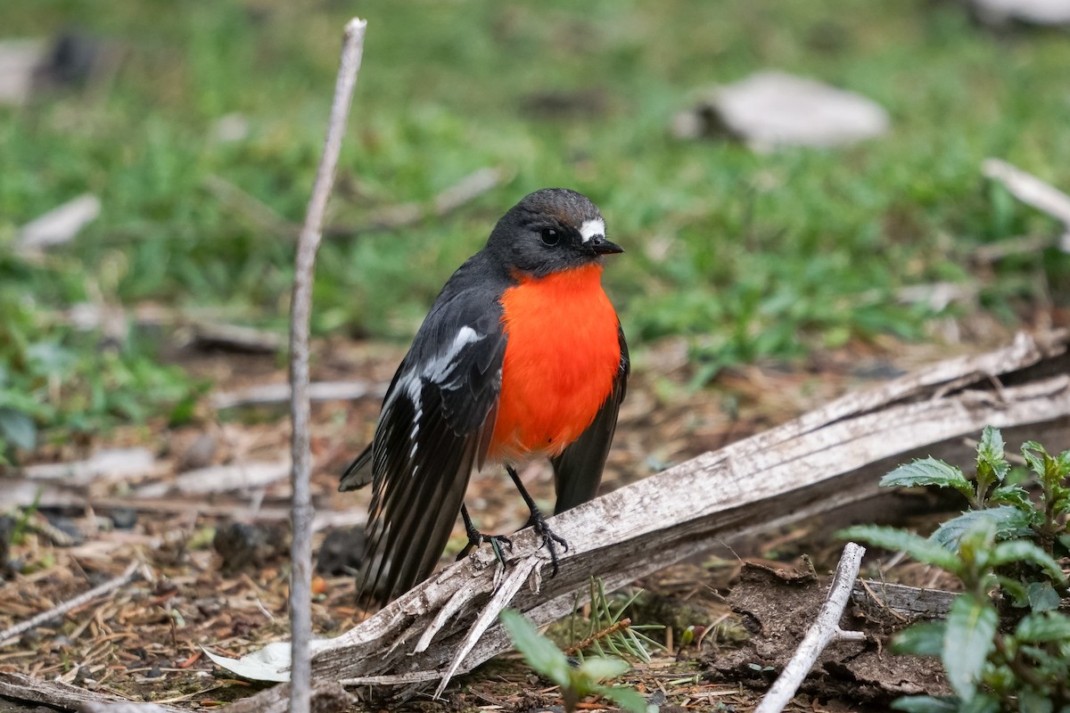 Flame Robin - ML641598091