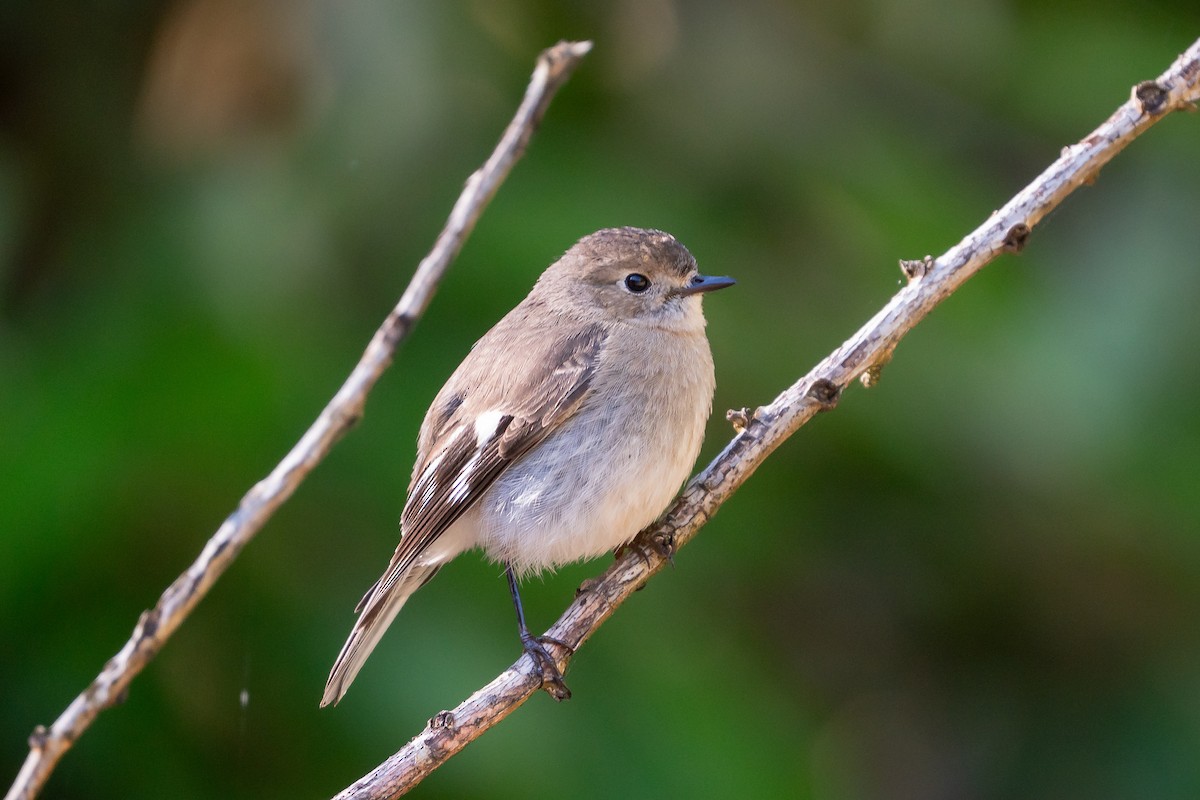 Flame Robin - ML641598092