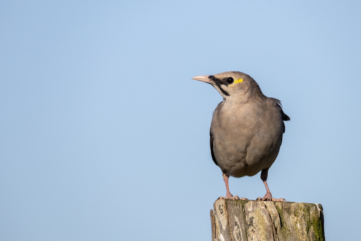 Wattled Starling - ML641598097