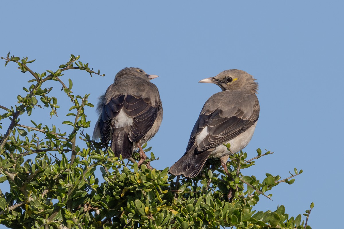 Wattled Starling - ML641598099