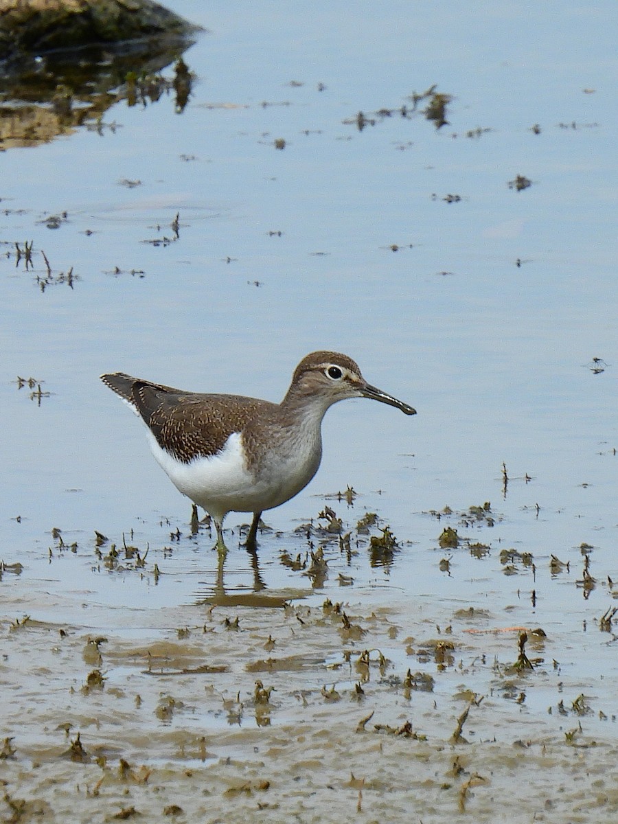 Common Sandpiper - ML641598114