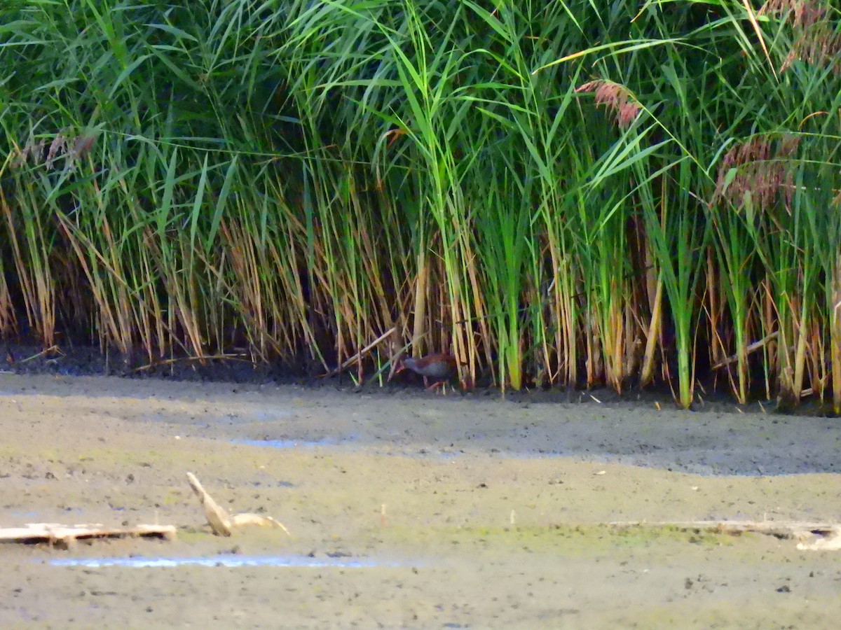 Water Rail - ML641598127