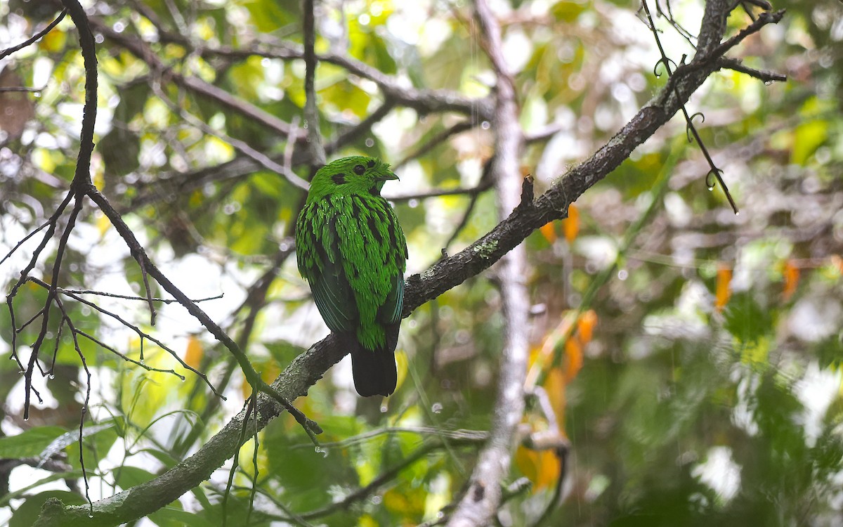 Whitehead's Broadbill - ML641598134