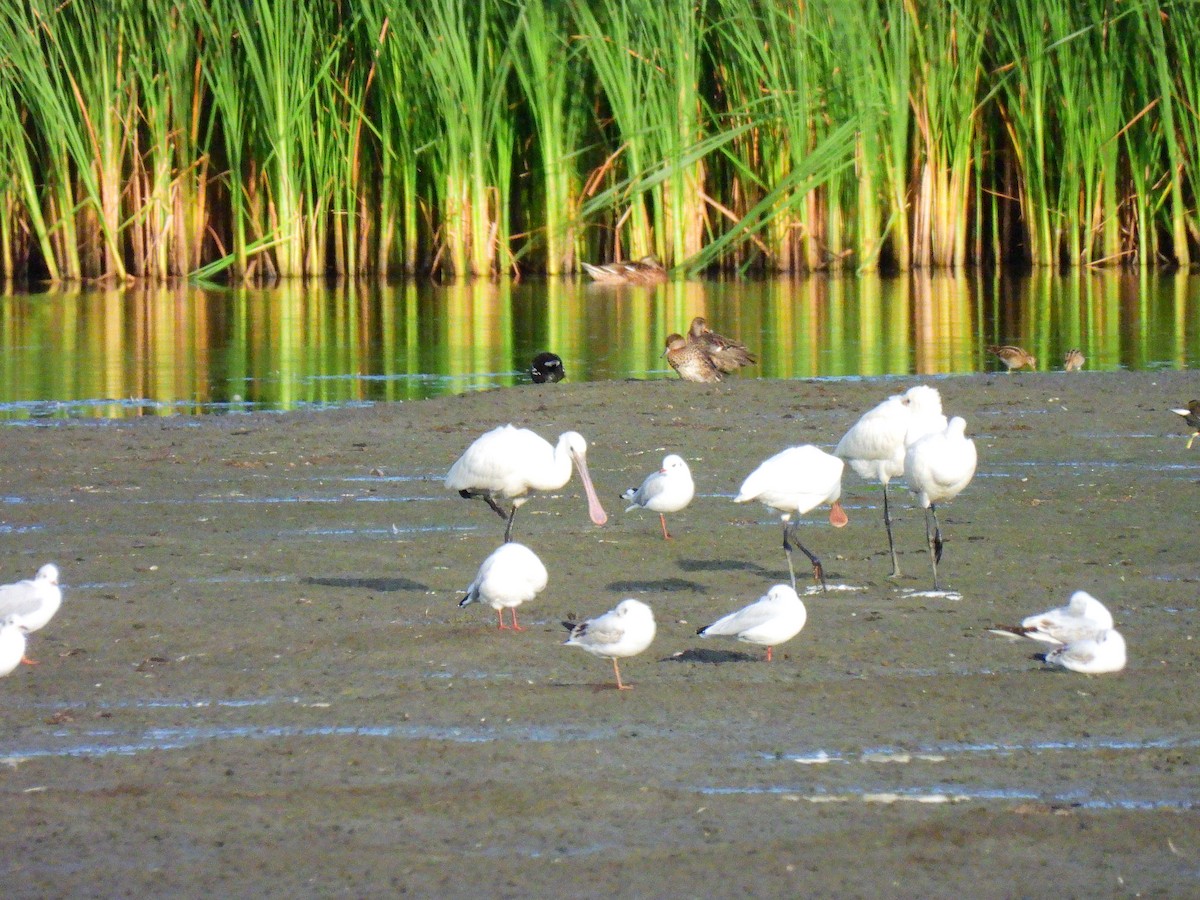 Eurasian Spoonbill - ML641598135