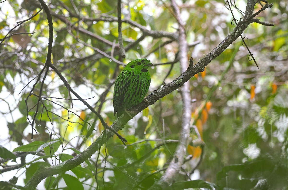 Whitehead's Broadbill - ML641598136