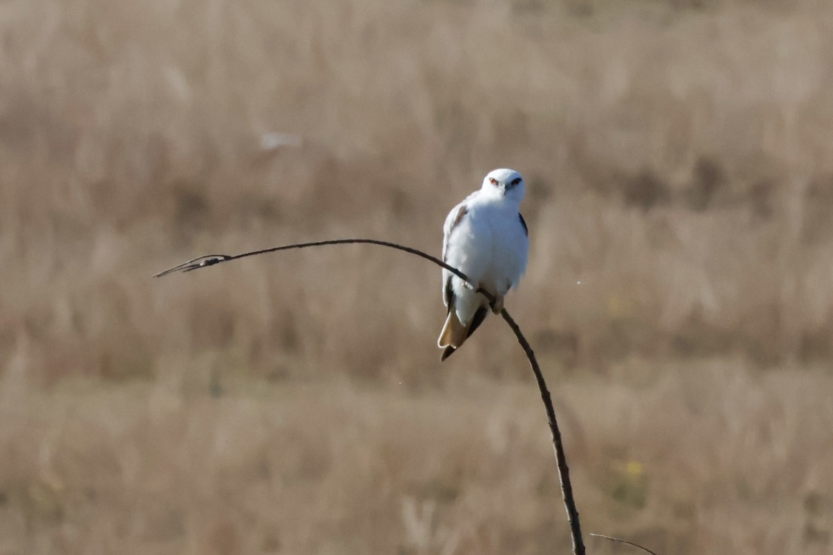 Black-shouldered Kite - ML641598168