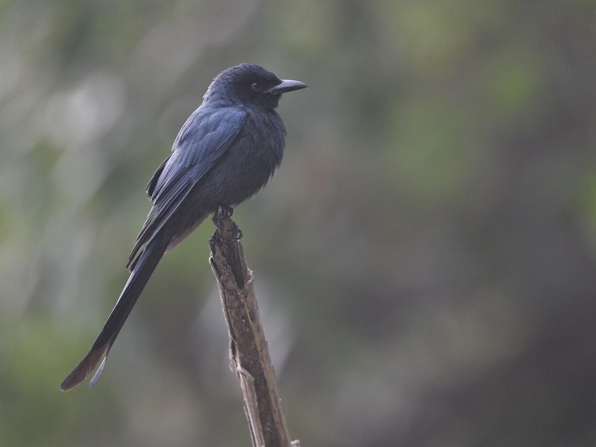 Bronzed Drongo - ML641598170