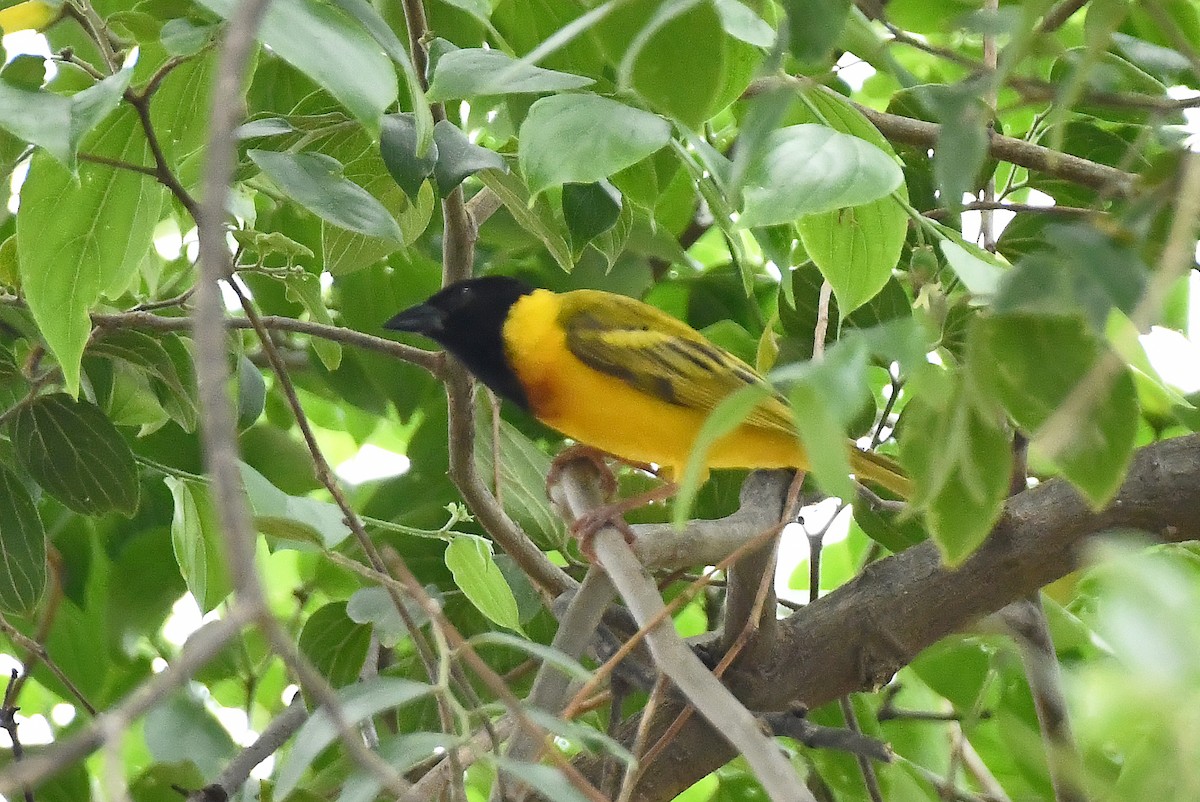 Black-headed Weaver - ML641598176