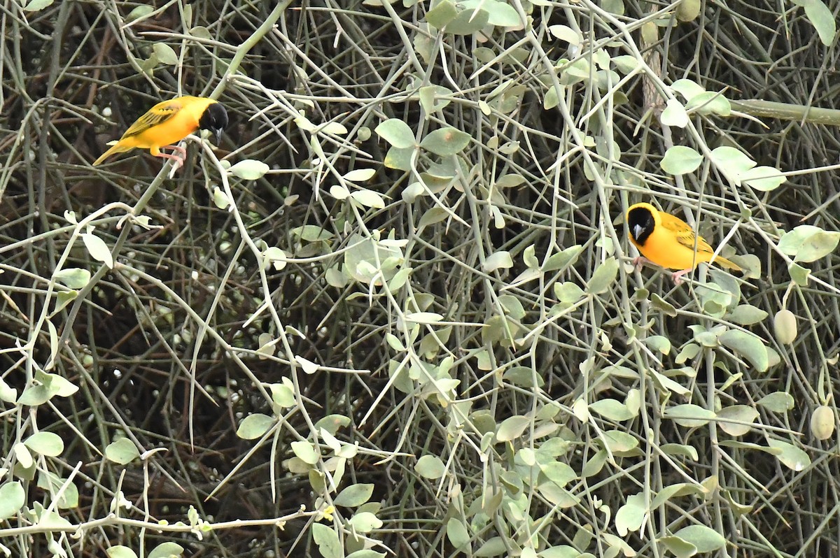 Black-headed Weaver - ML641598177