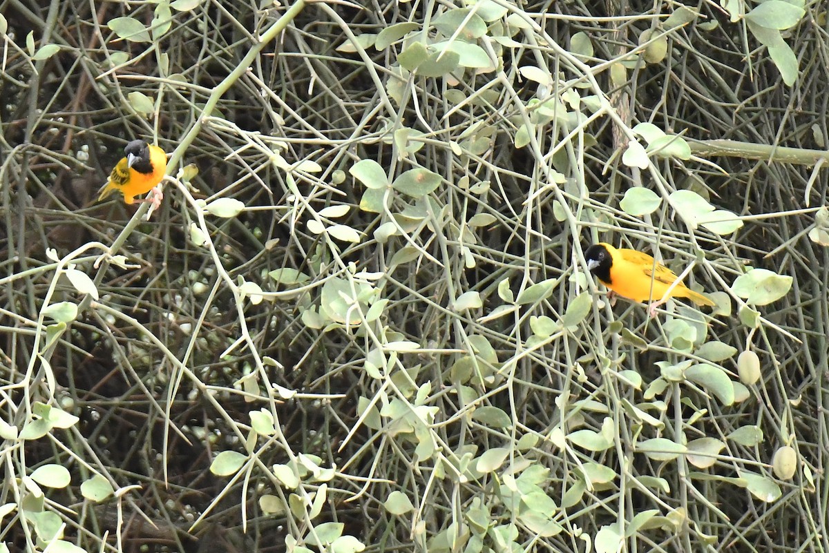 Black-headed Weaver - ML641598178