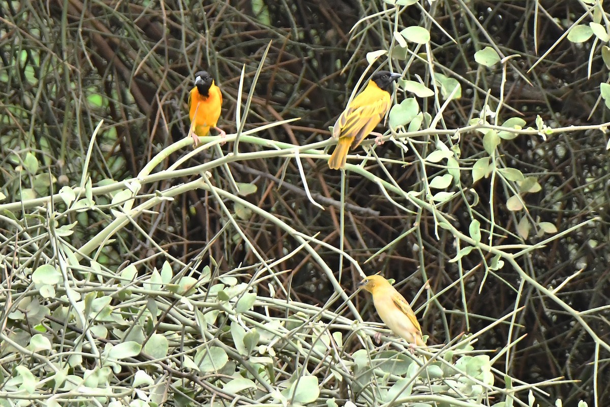 Black-headed Weaver - ML641598179