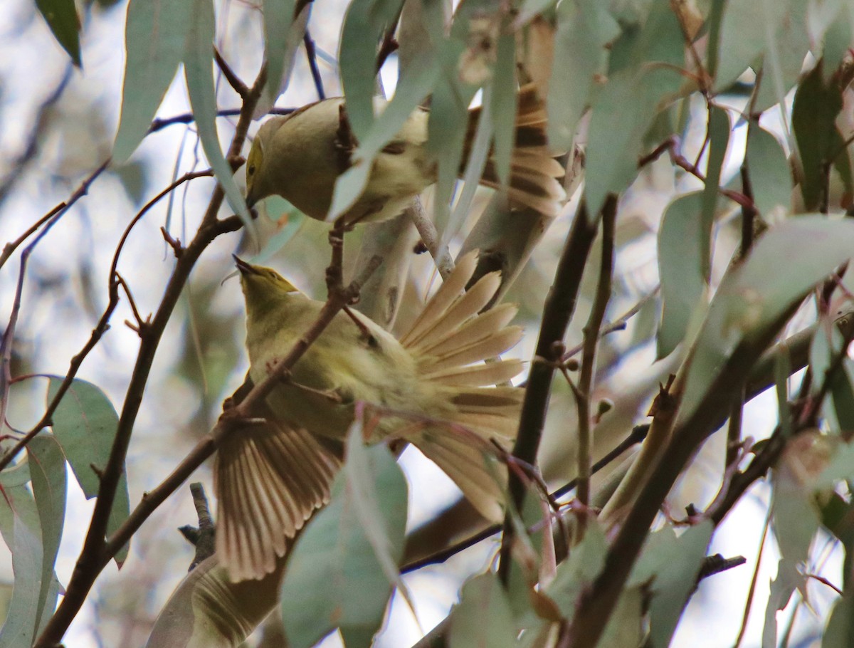 White-plumed Honeyeater - Donna Nagiello