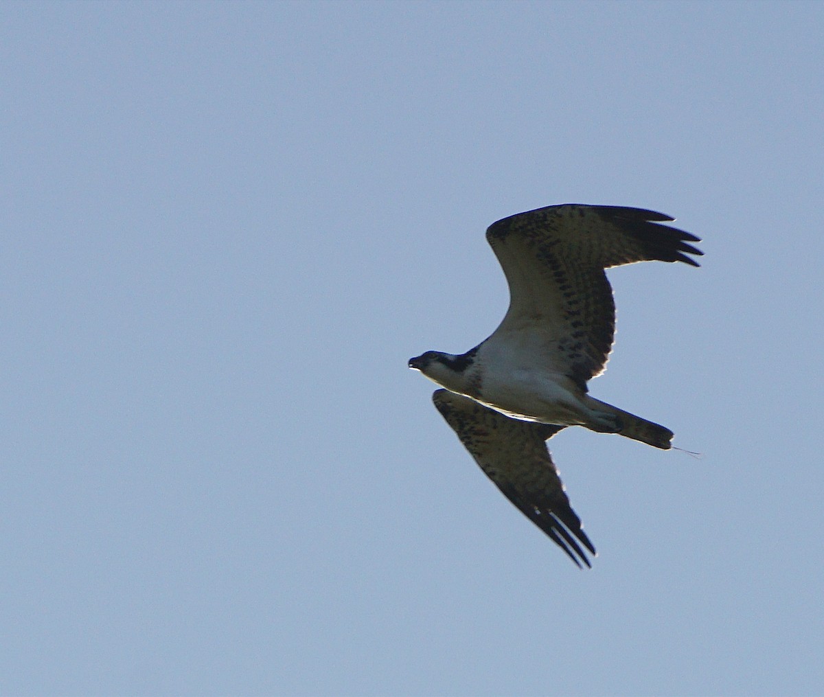 Osprey - ML641598213