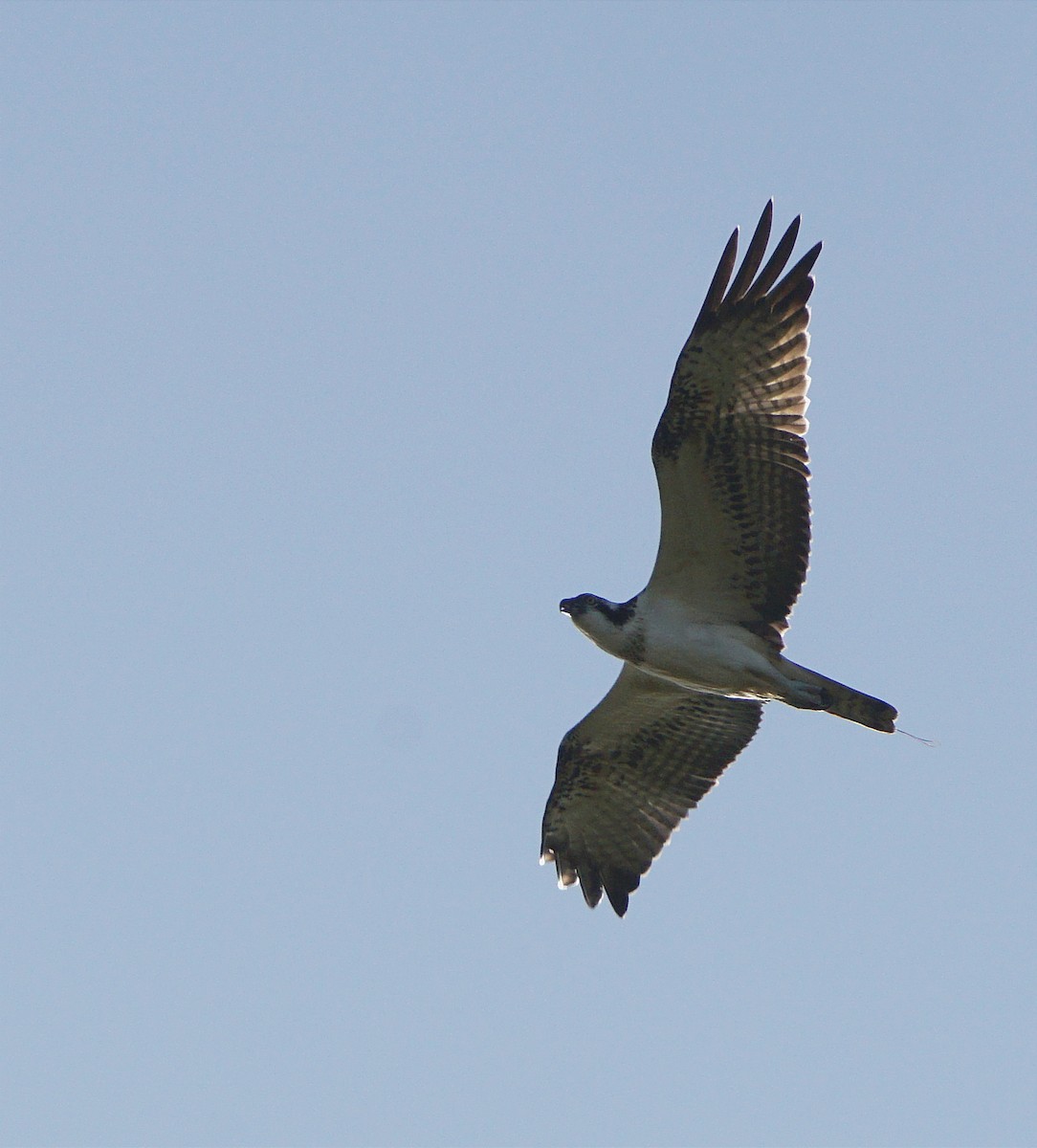 Osprey - ML641598214