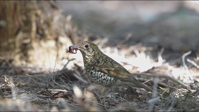 Bassian Thrush - ML641598215