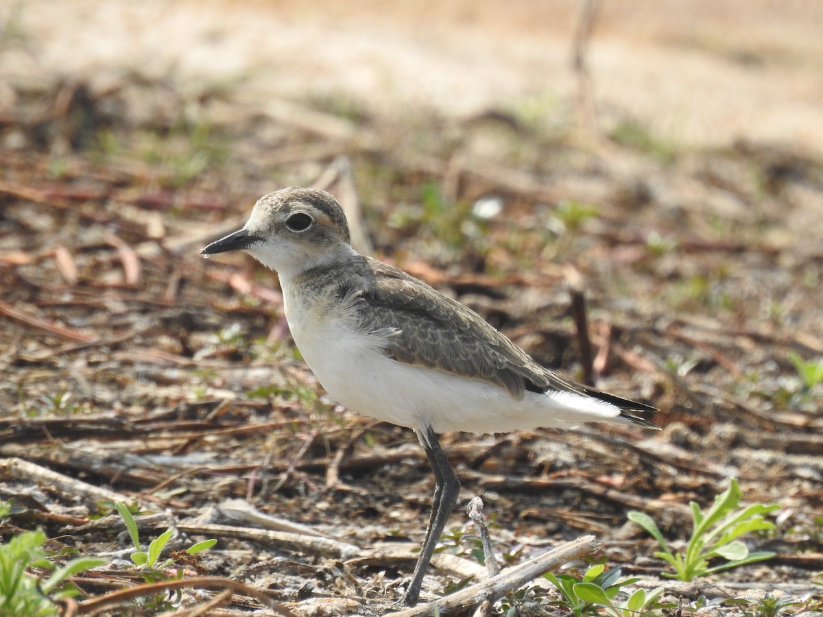 Chorlitejo Pecuario - ML641598230