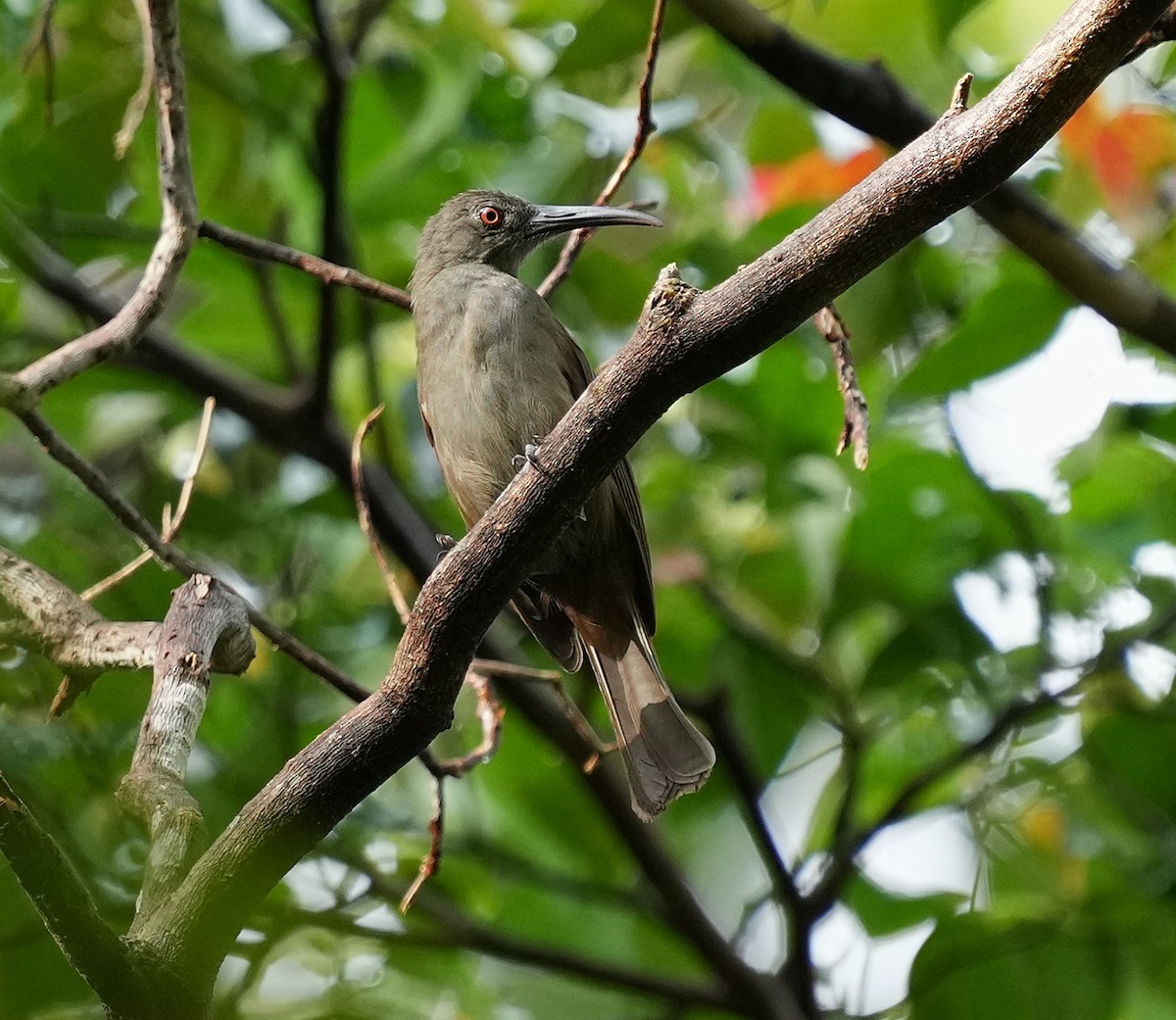 dlouhozobka papuánská - ML641598255