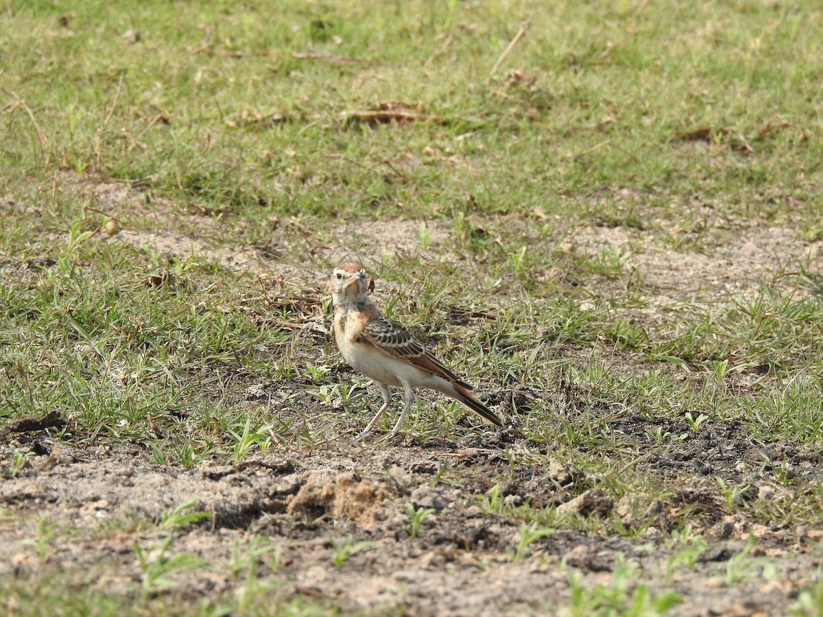アフリカヒメコウテンシ - ML641598256