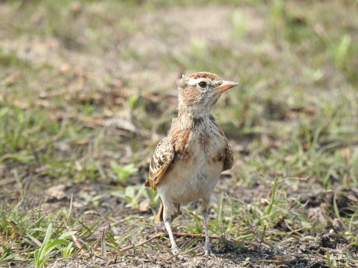 アフリカヒメコウテンシ - ML641598257