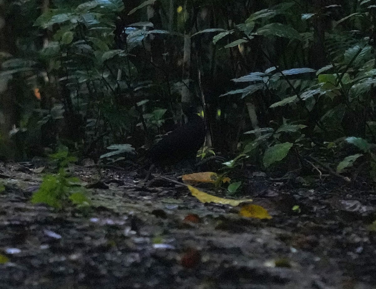 Dusky Megapode - ML641598258