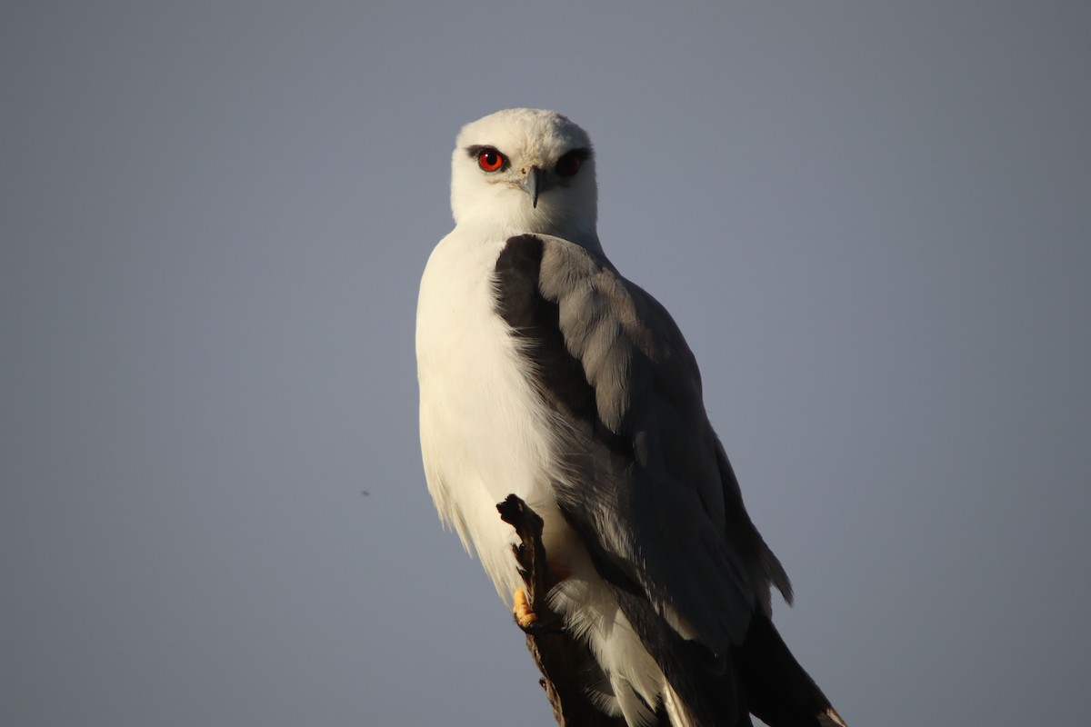 Black-shouldered Kite - ML641598277