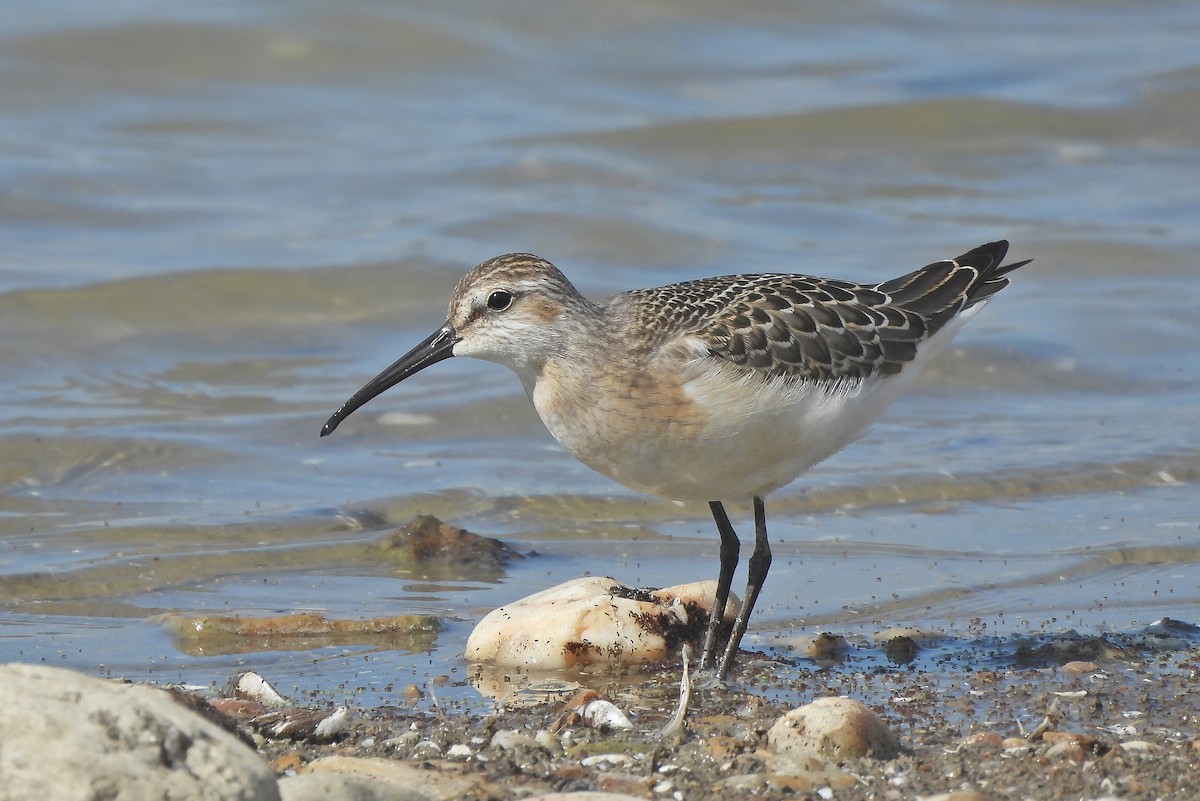 Piovanello comune - ML641598279