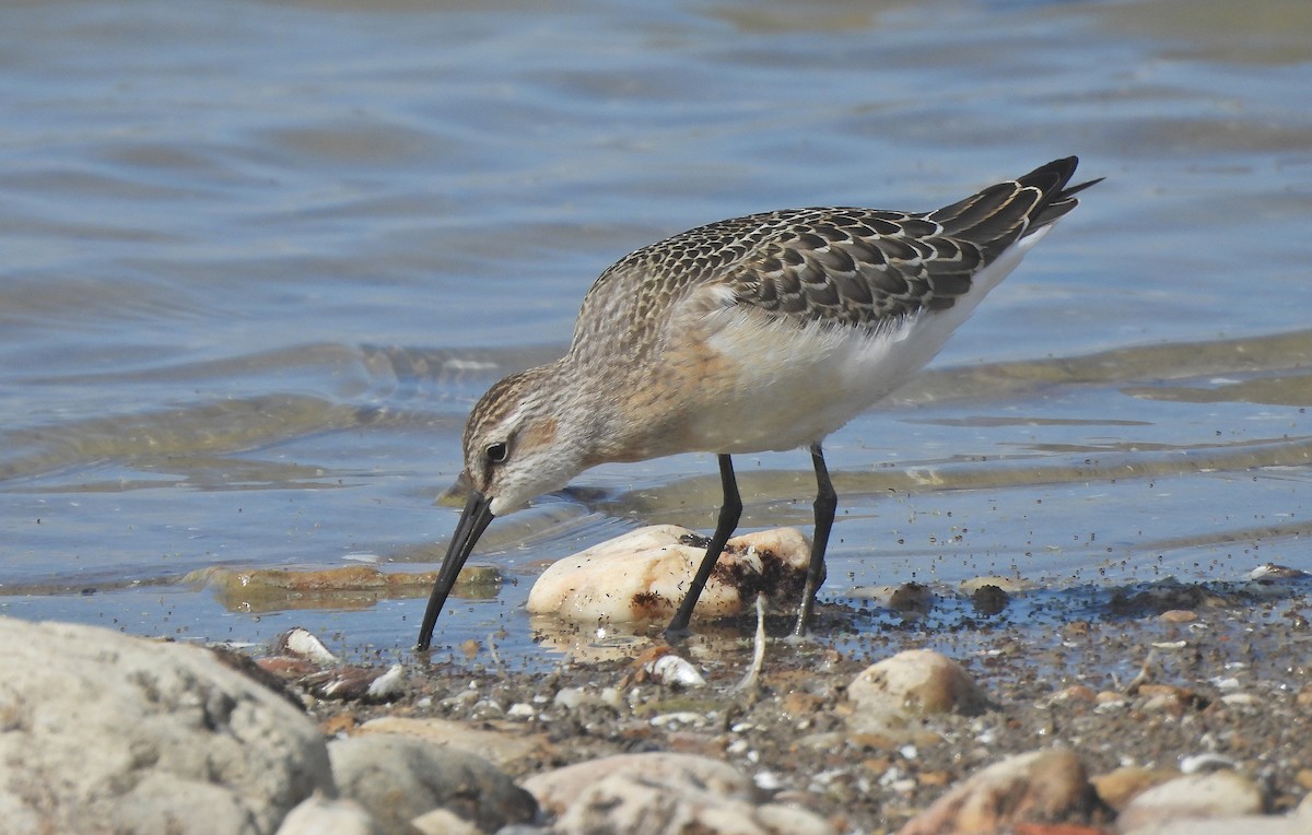 Piovanello comune - ML641598280