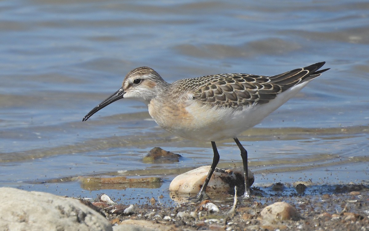 Piovanello comune - ML641598281