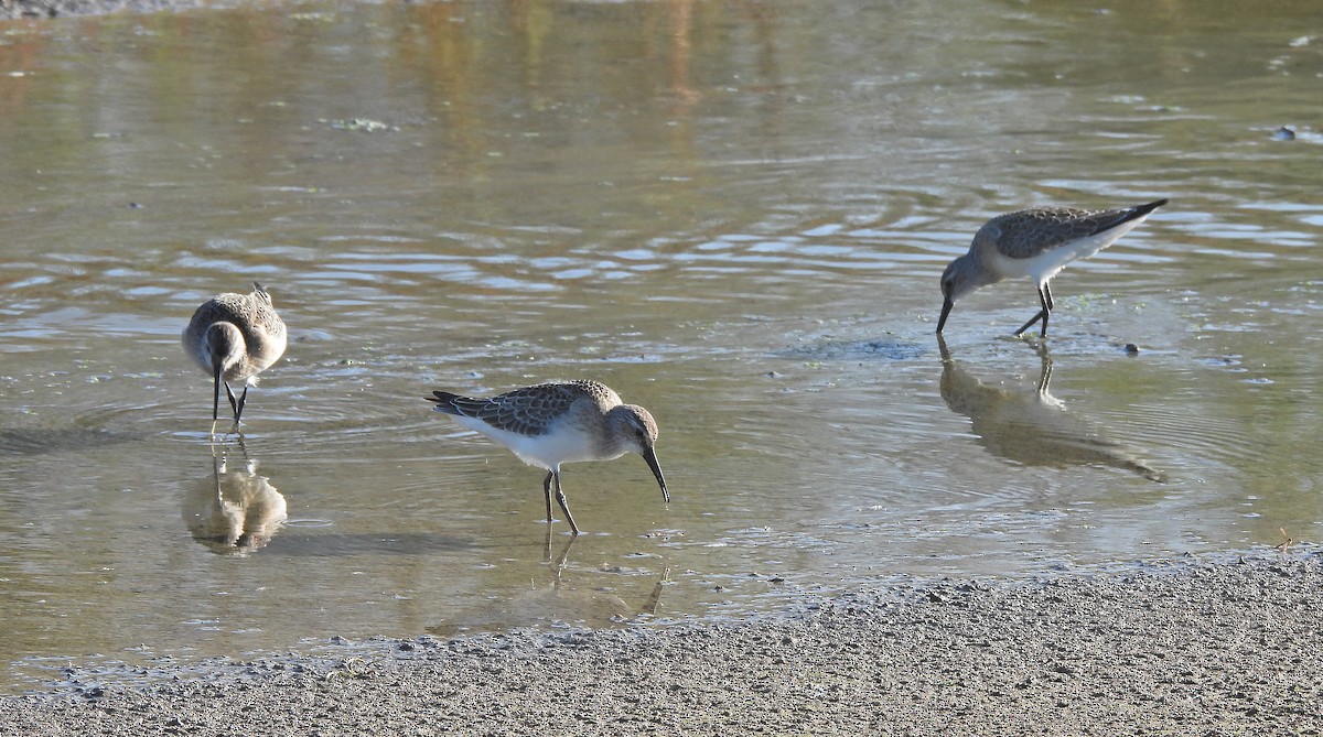 Piovanello comune - ML641598282