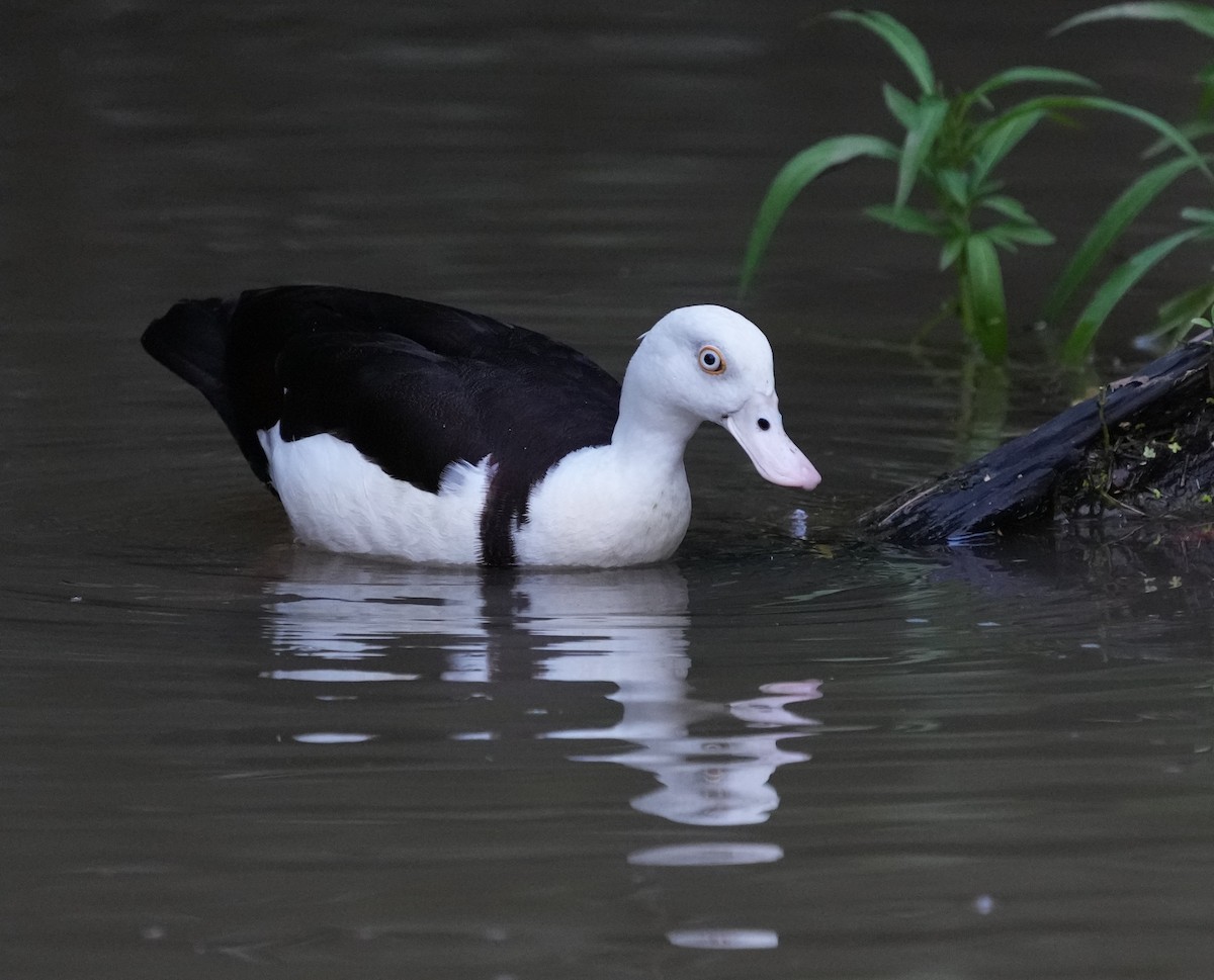 husice bělohlavá - ML641598283