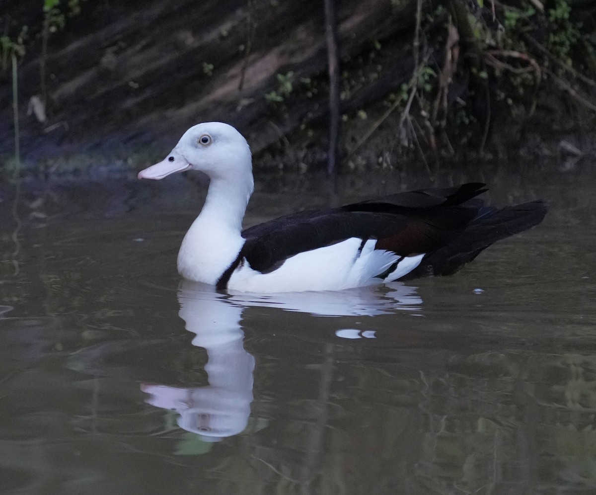 husice bělohlavá - ML641598286