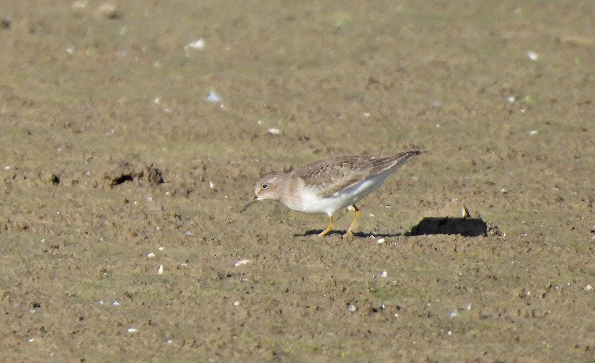 Gambecchio nano - ML641598287