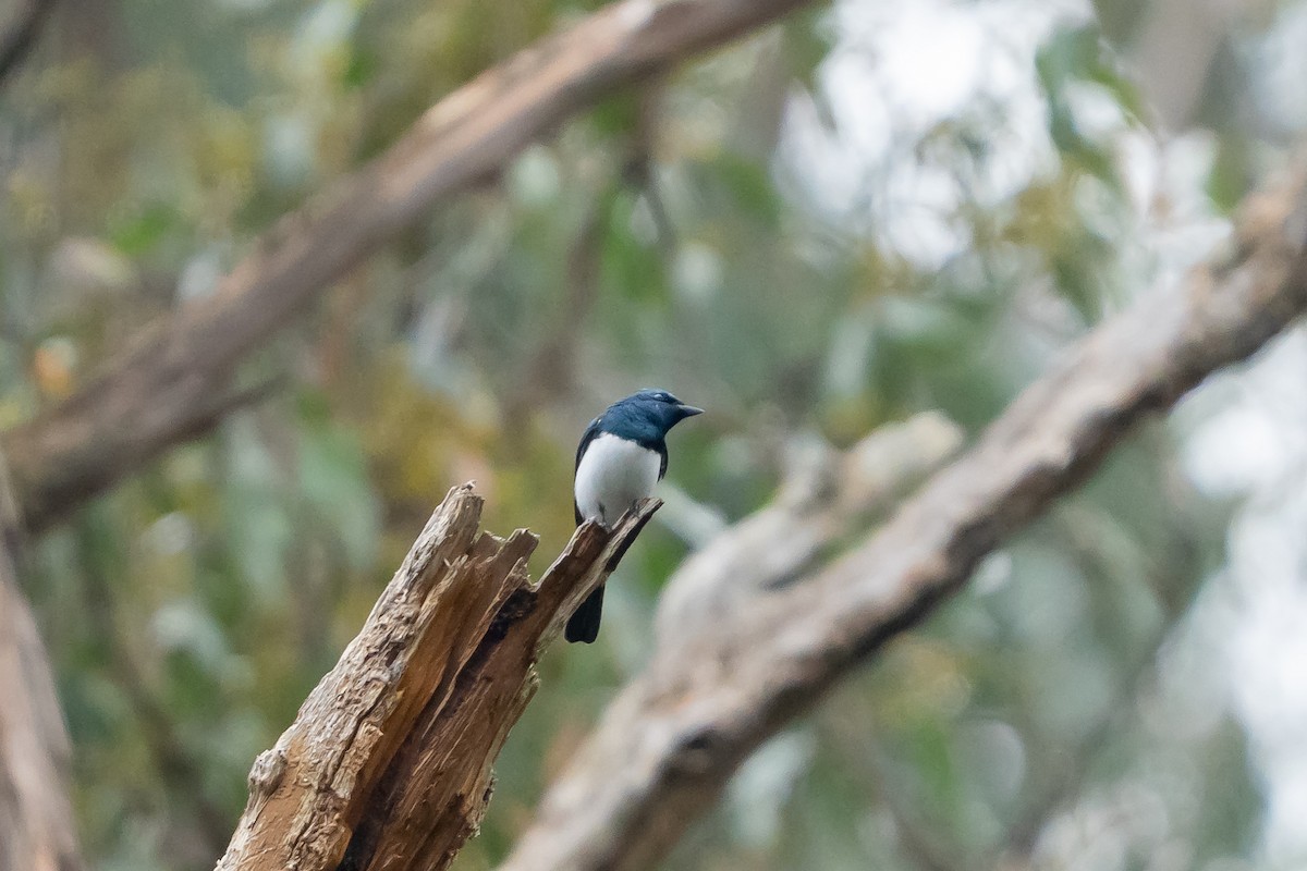Satin Flycatcher - ML641598289