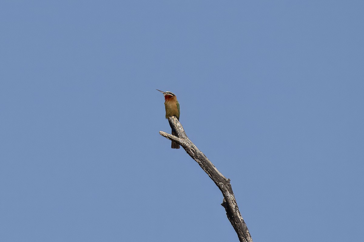 White-fronted Bee-eater - ML641598291