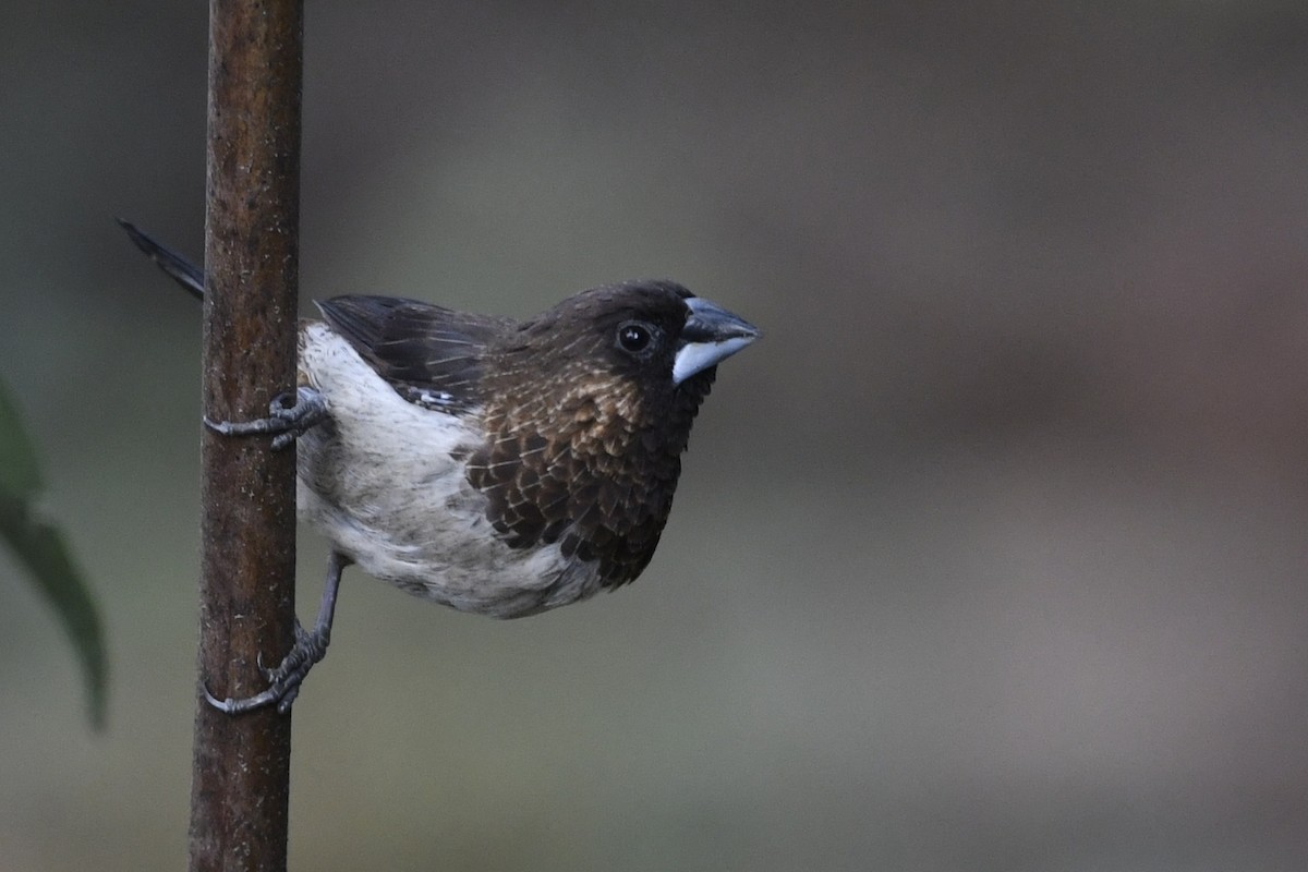 White-rumped Munia - ML641598293