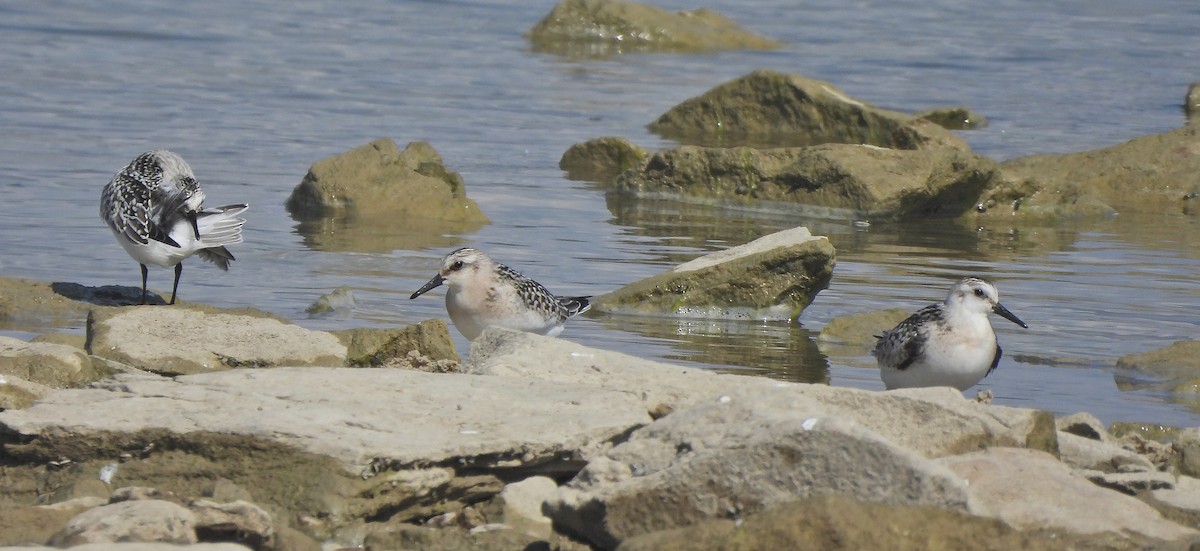 Piovanello tridattilo - ML641598295