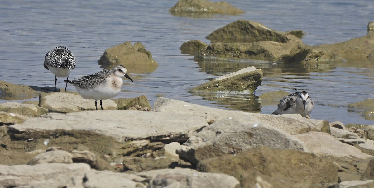 Piovanello tridattilo - ML641598296