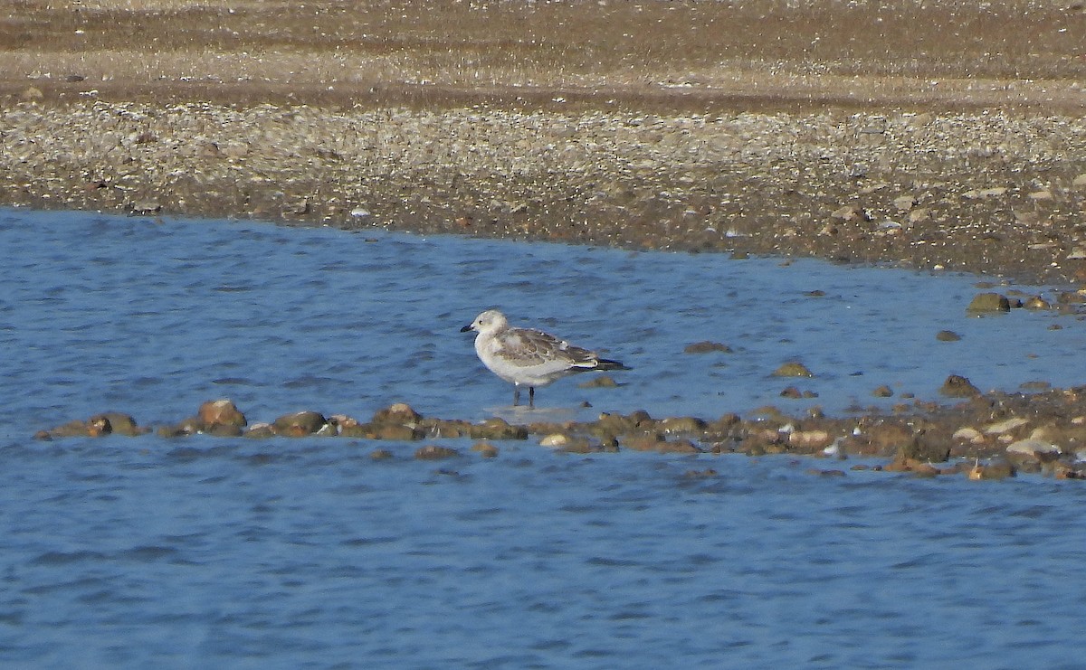 Gabbiano corallino - ML641598304